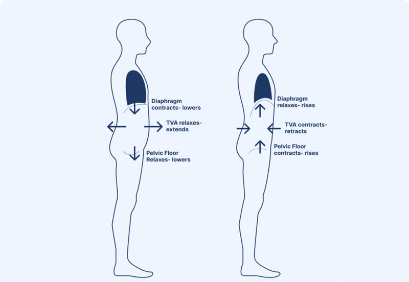 Diaphragmatic Breathing for Core & Pelvic Floor Integration